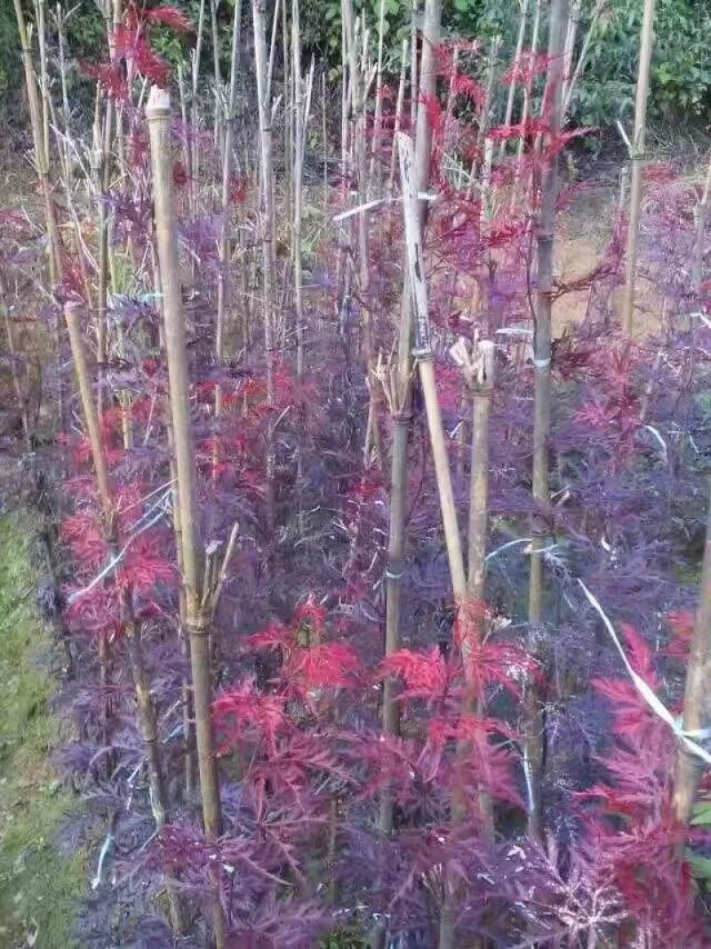 羽毛枫羽毛枫小苗石榴红青龙羽毛枫5/20公分工程苗