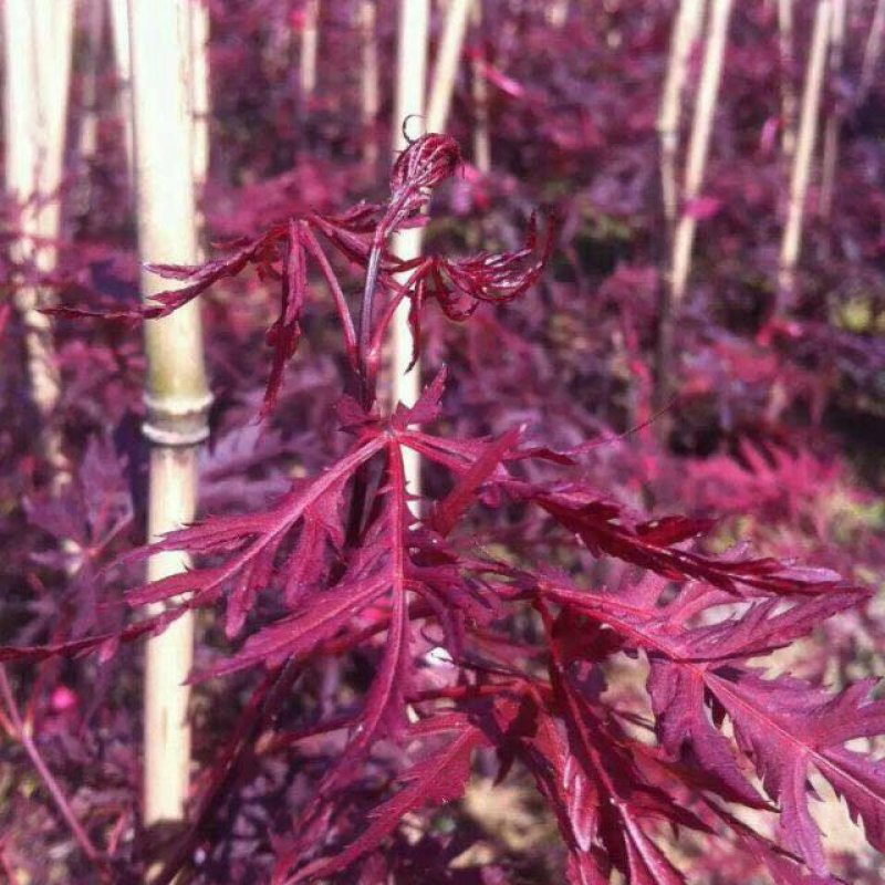 羽毛枫羽毛枫小苗石榴红青龙羽毛枫5/20公分工程苗