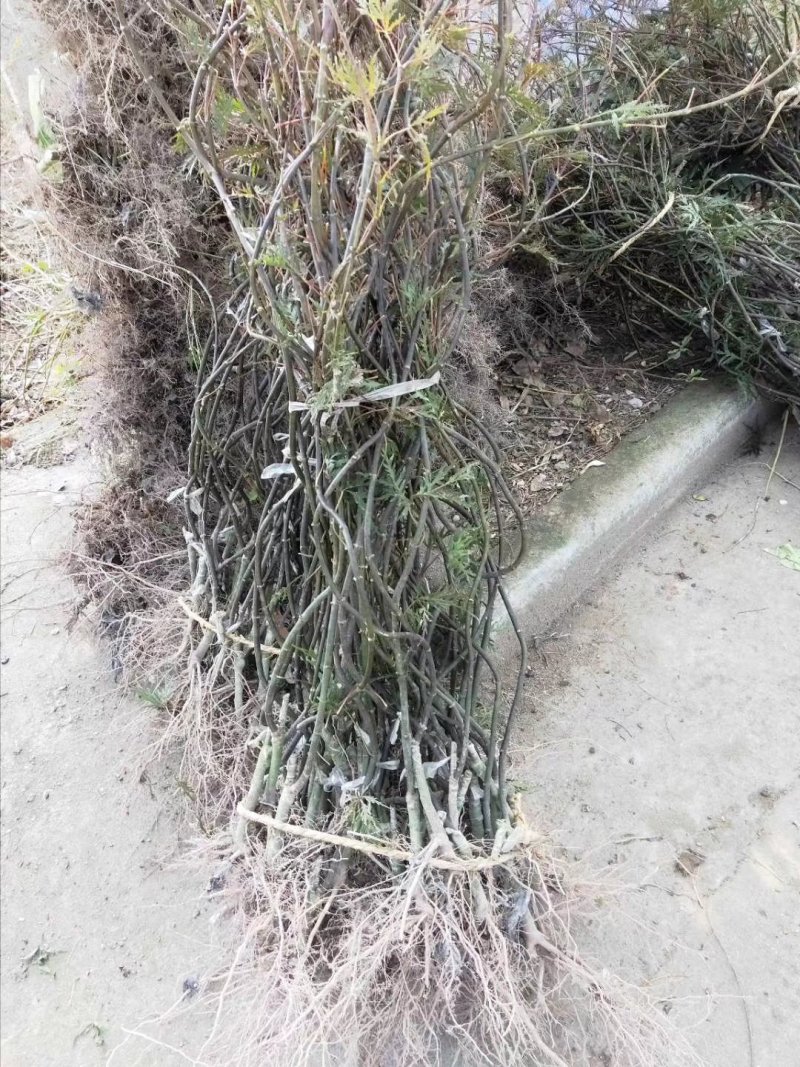 羽毛枫羽毛枫小苗石榴红青龙羽毛枫5/20公分工程苗