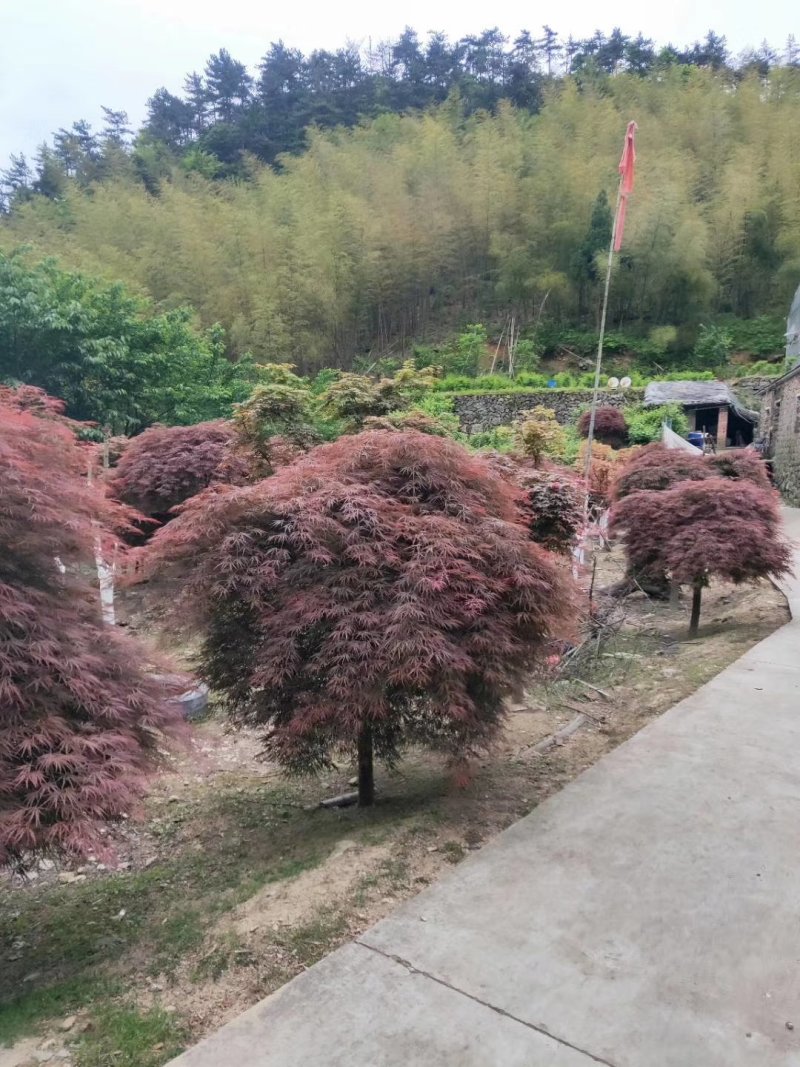 羽毛枫羽毛枫小苗石榴红青龙羽毛枫5/20公分工程苗