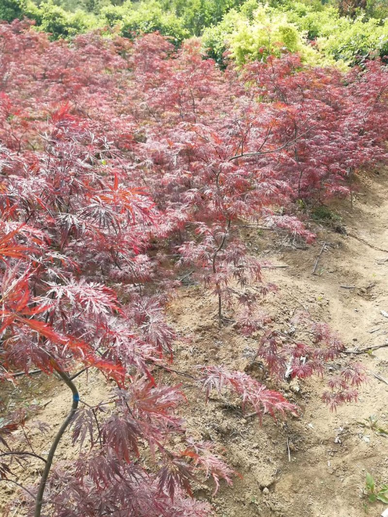 羽毛枫羽毛枫小苗石榴红青龙羽毛枫5/20公分工程苗
