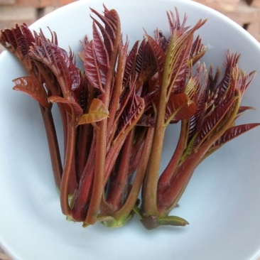 山东省新鲜香椿芽大量上市，大山里的美食，欢迎新老客户致电