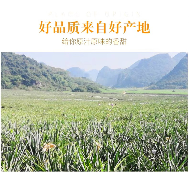 一件代发包邮台湾金钻凤梨，坏果包赔！！