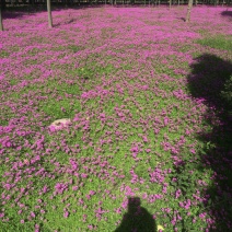 豫南红花酢浆草基地，大量供应红花酢浆草你的打扰是我的荣兴