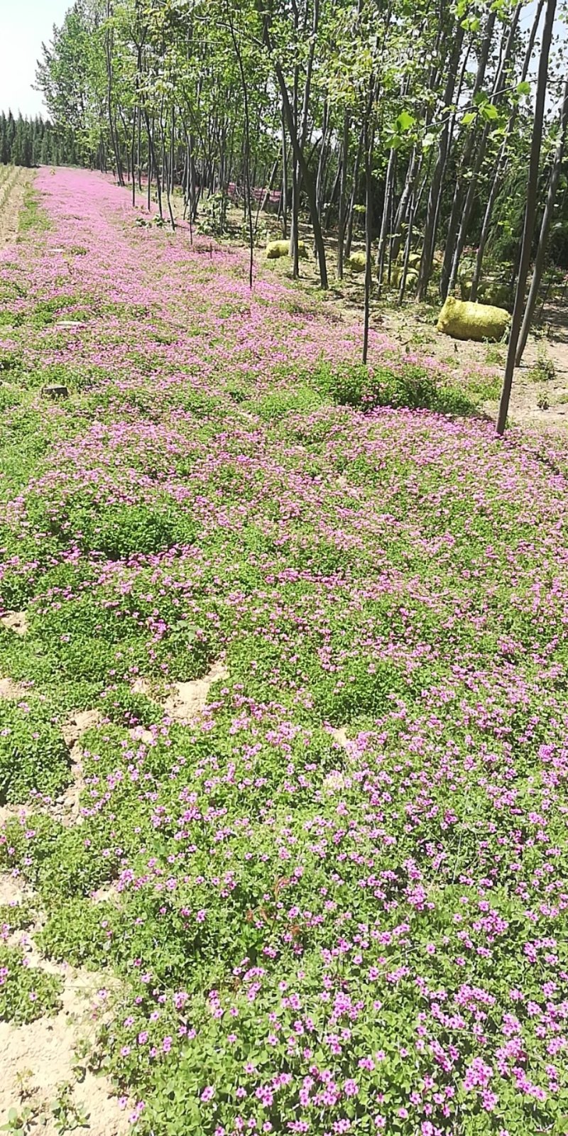 豫南红花酢浆草基地，大量供应红花酢浆草你的打扰是我的荣兴
