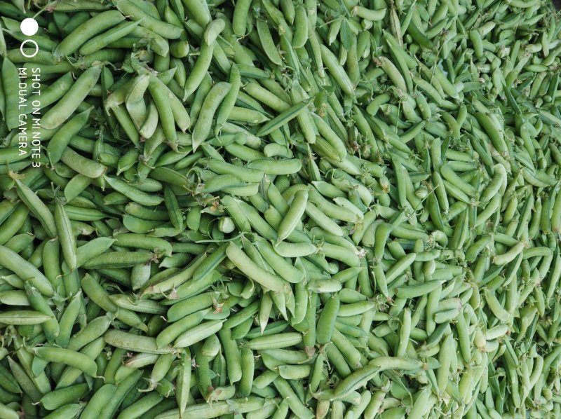 豌豆荚籽豌豆青豆上市了老度到位，颗粒饱满