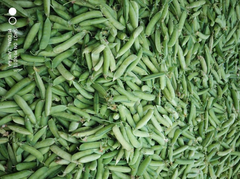豌豆荚籽豌豆青豆上市了老度到位，颗粒饱满