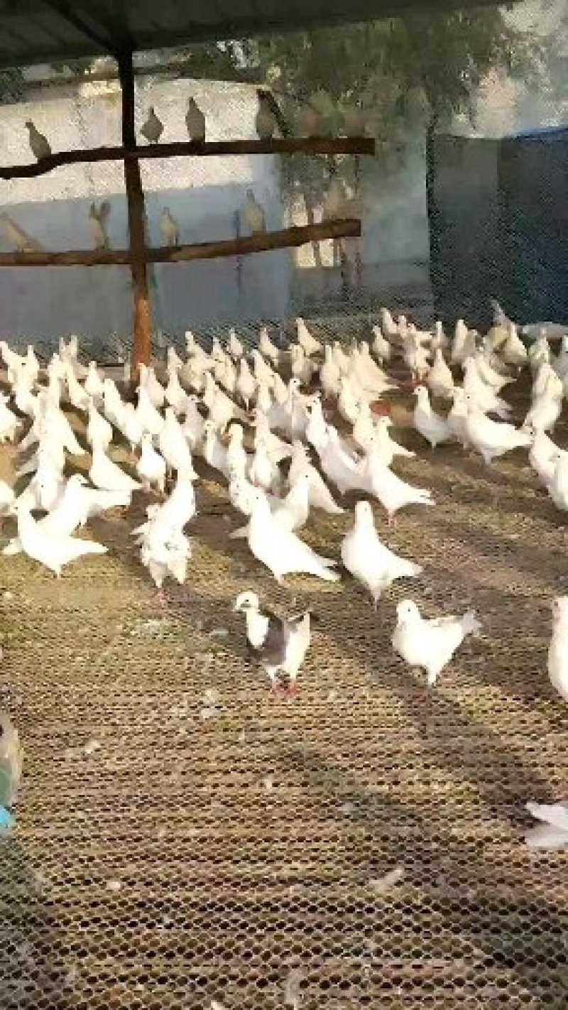 落地王白羽王肉鸽食用鸽子全国发货养殖场直供热销中