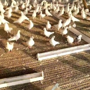 落地王白羽王肉鸽食用鸽子全国发货养殖场直供热销中