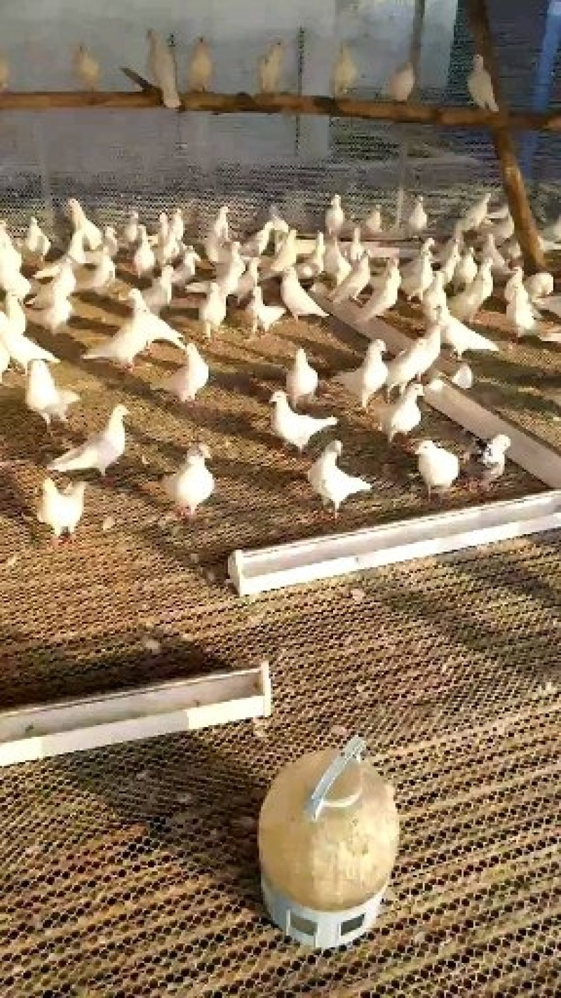 落地王白羽王肉鸽食用鸽子全国发货养殖场直供热销中