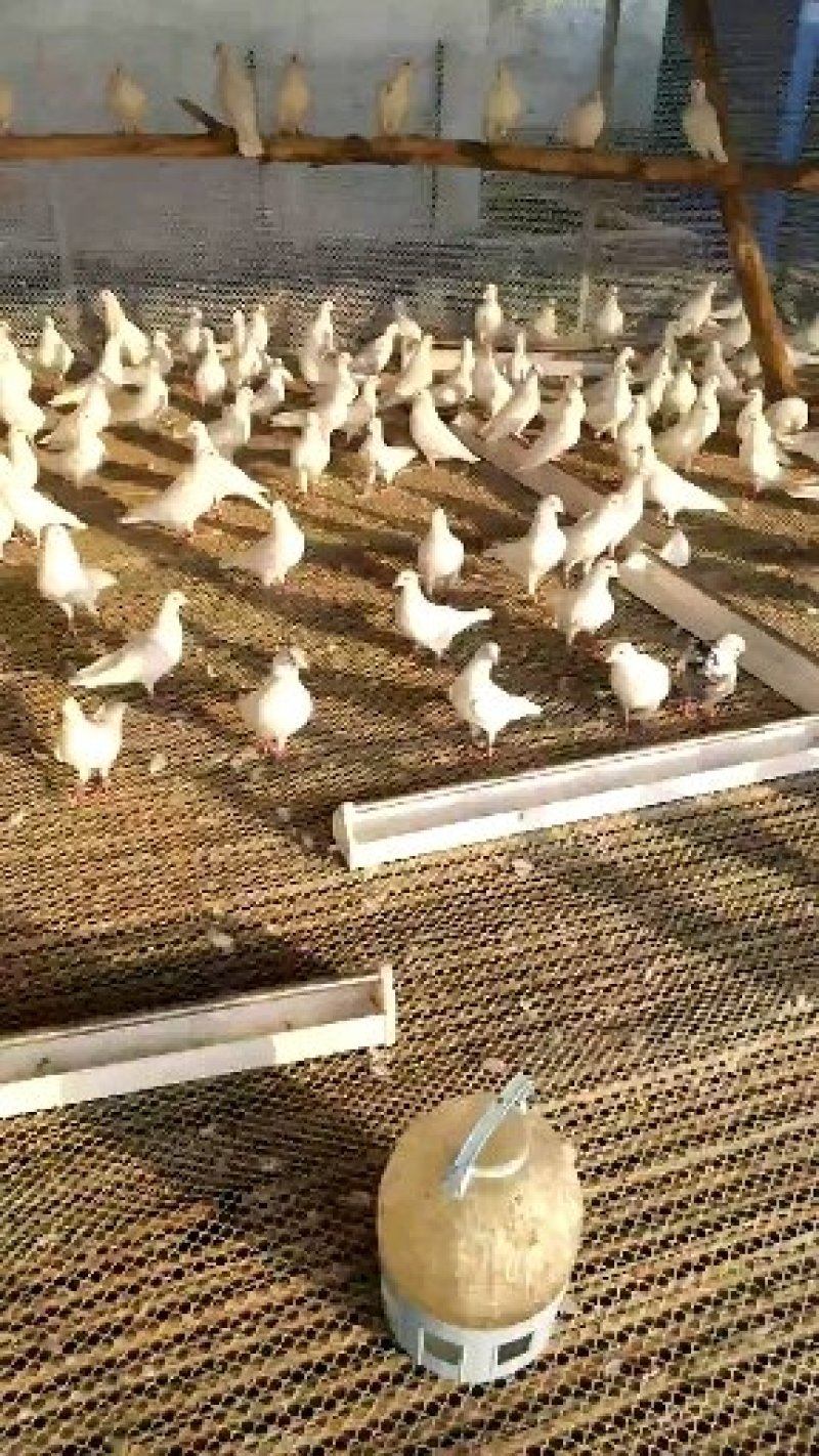 落地王白羽王肉鸽食用鸽子全国发货养殖场直供热销中