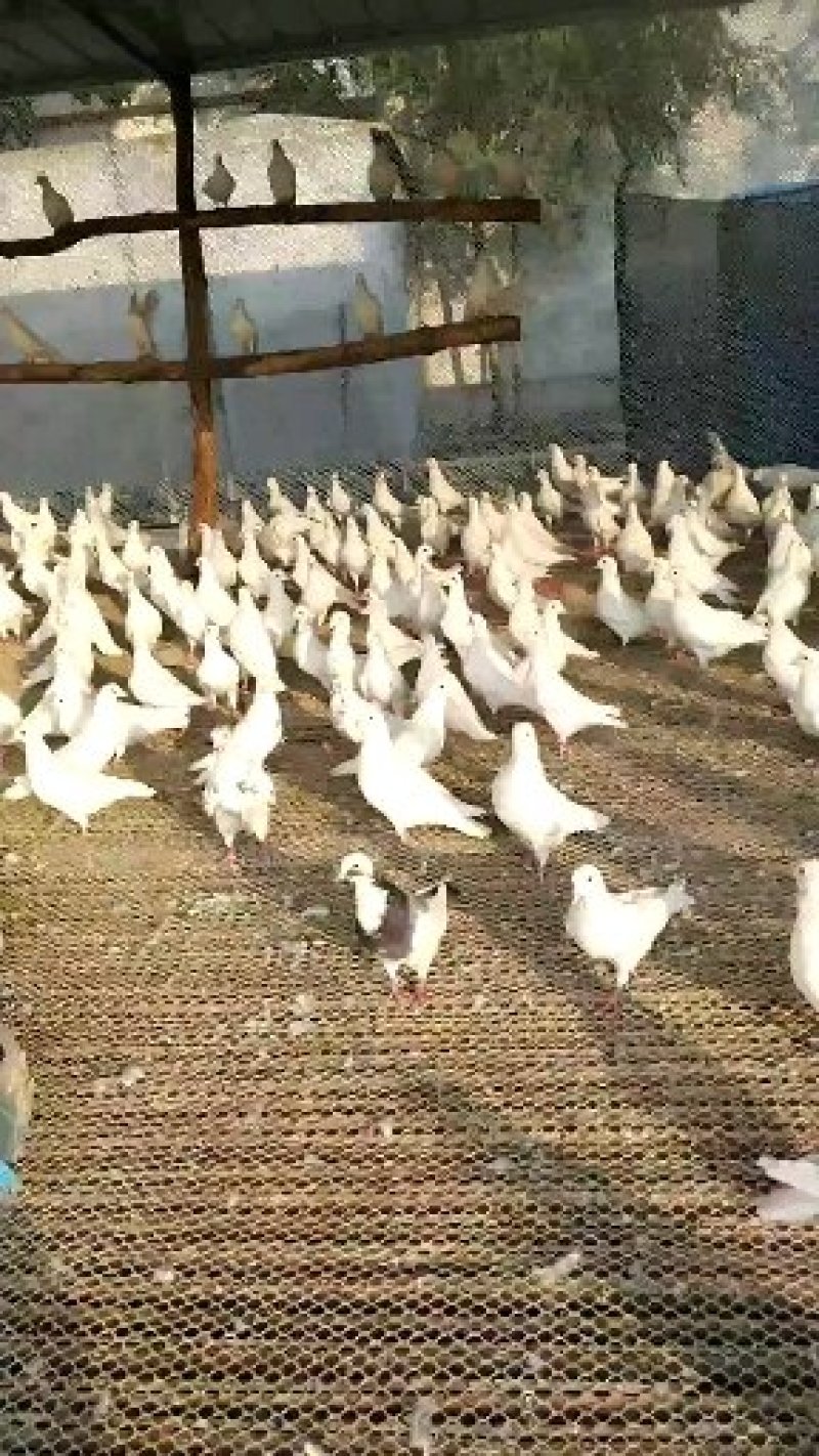 落地王白羽王肉鸽食用鸽子全国发货养殖场直供热销中