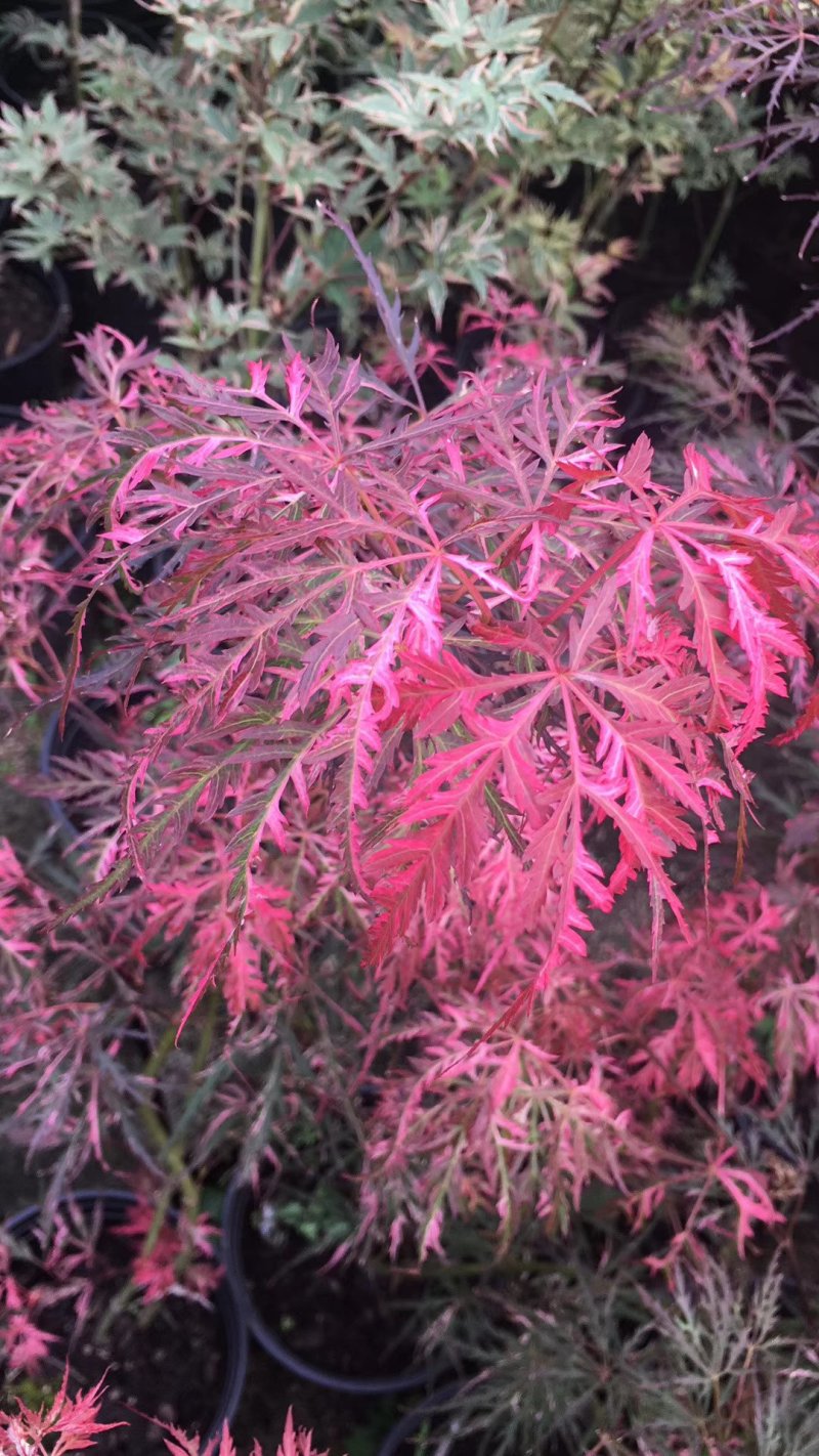 枫树苗