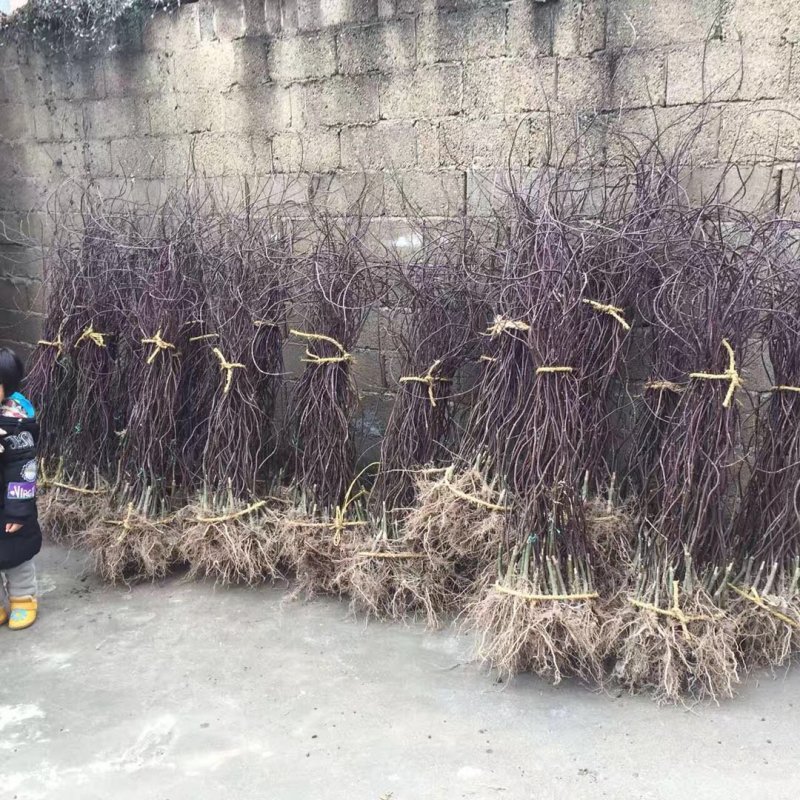 枫树苗