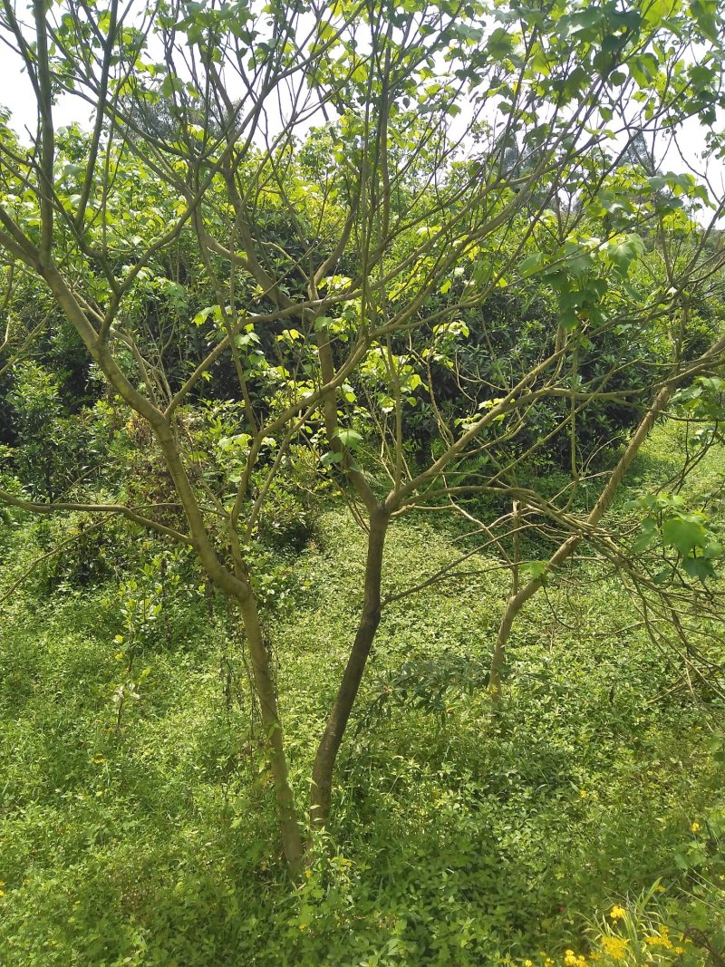 木芙蓉