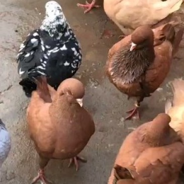 球胸鸽元宝鸽玩赏鸽精品种鸽全国热销中
