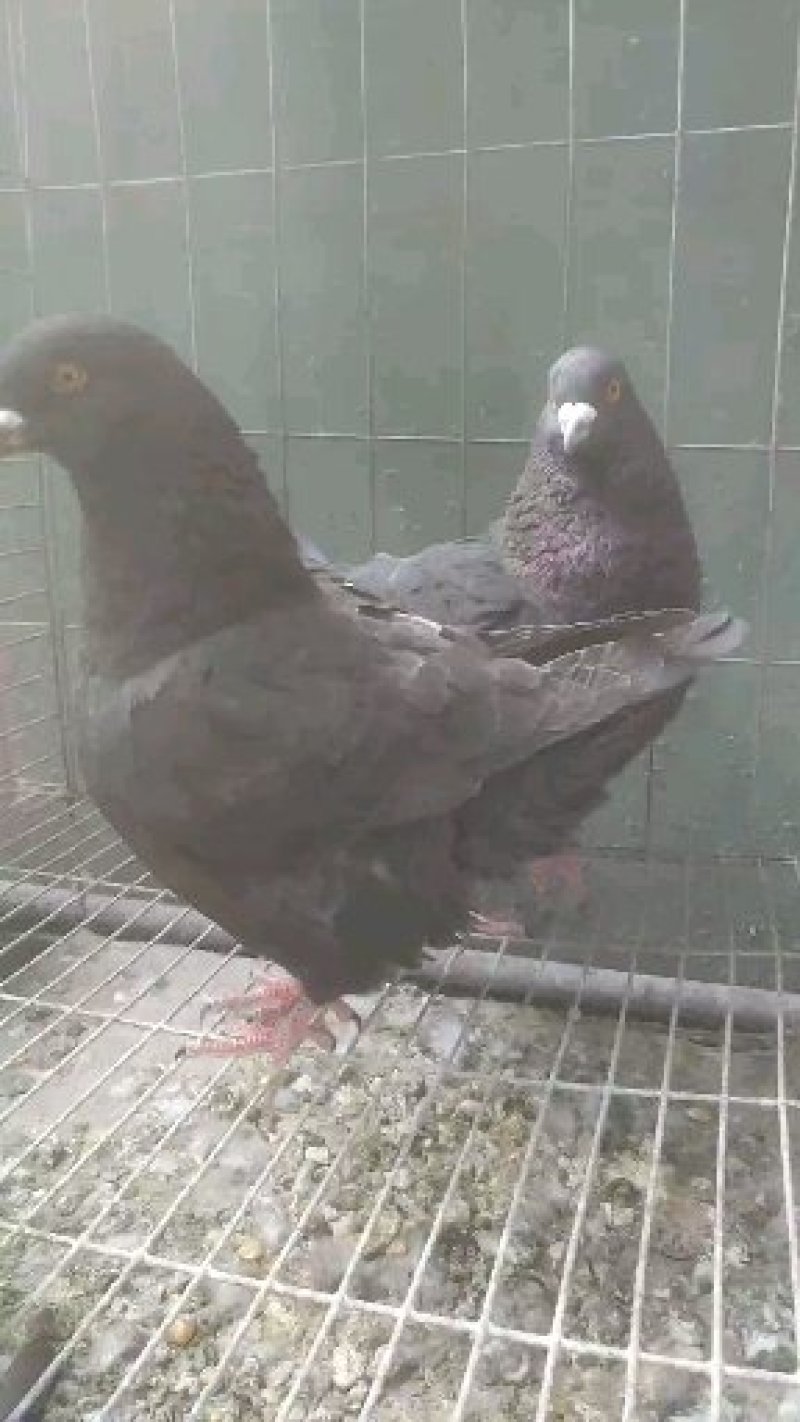 球胸鸽元宝鸽玩赏鸽精品种鸽全国热销中