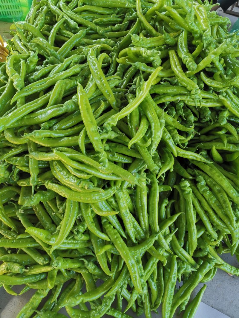 山东潍坊黄皮尖椒，辣椒。各种辣椒大量上市。