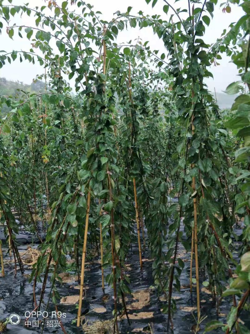 垂枝梅红梅1/5公分原生苗垂枝梅骨里红垂梅小苗