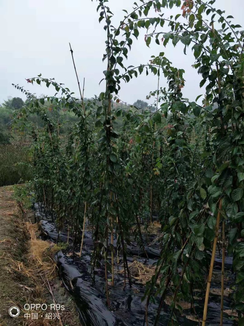 垂枝梅红梅1/5公分原生苗垂枝梅骨里红垂梅小苗