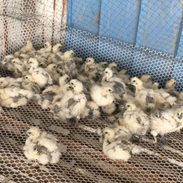乌鸡苗一只也是批发价格欢迎前来选购各种鸡苗出售
