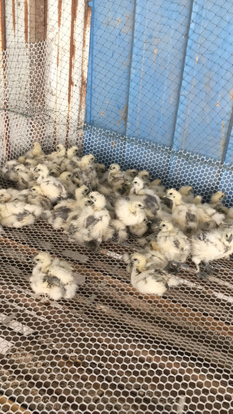 乌鸡苗一只也是批发价格欢迎前来选购各种鸡苗出售