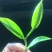 白芽奇兰（正宗原产地福建省漳州市平和县特产）