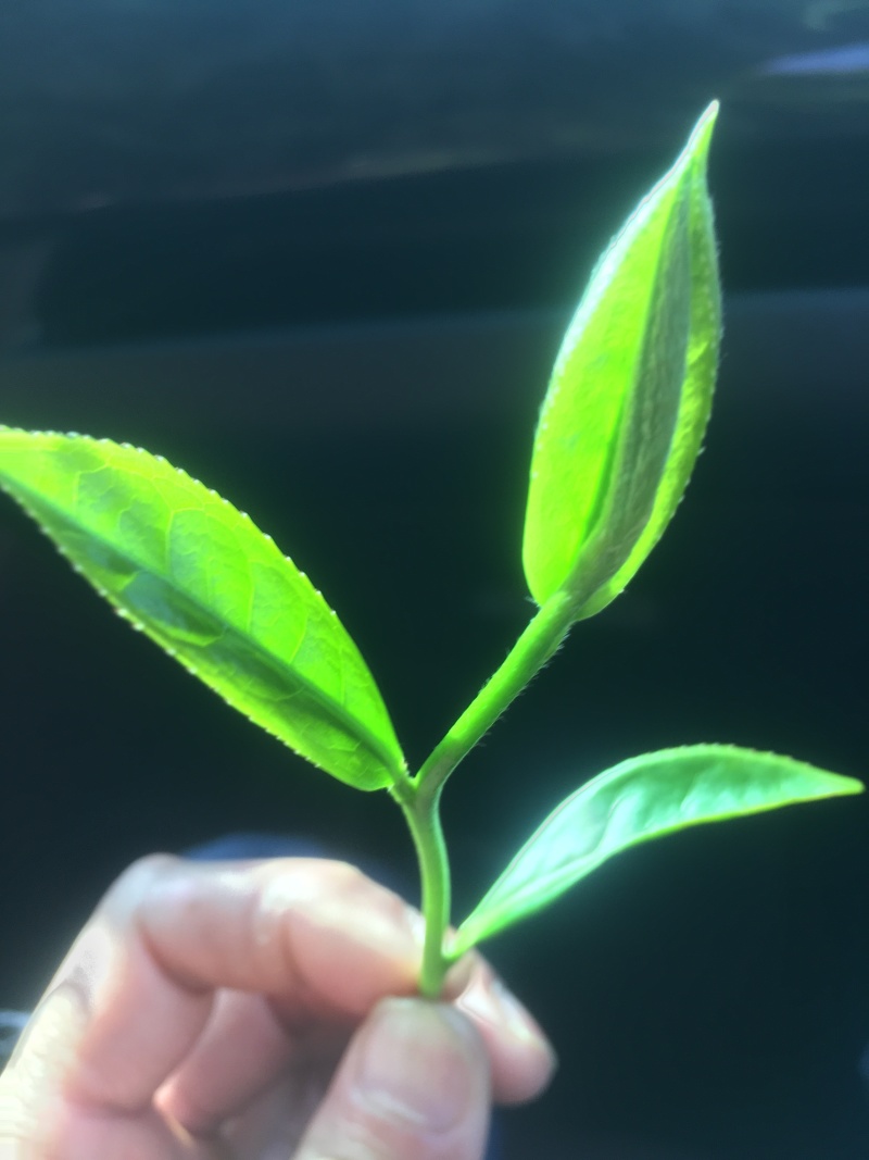 白芽奇兰（正宗原产地福建省漳州市平和县特产）