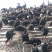 绿壳蛋鸡苗一只也是批发价格欢迎前来咨询1556378