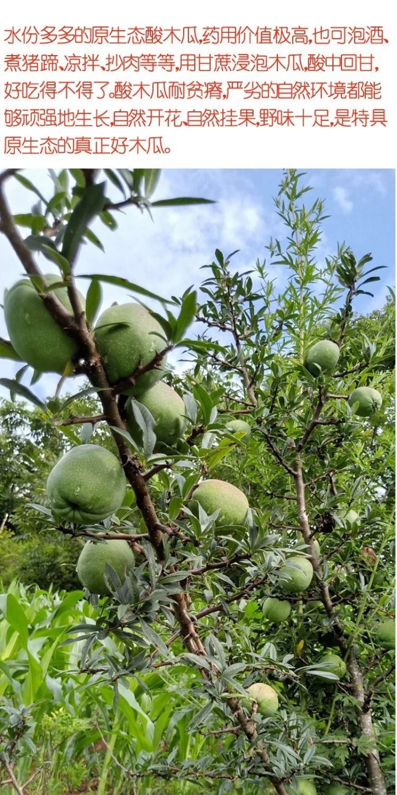 秦岭木瓜干中药材精选药用无硫皱皮木瓜片块500g克包邮