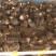 鸡苗一只也是批发价格欢迎前来咨询绿壳蛋鸡