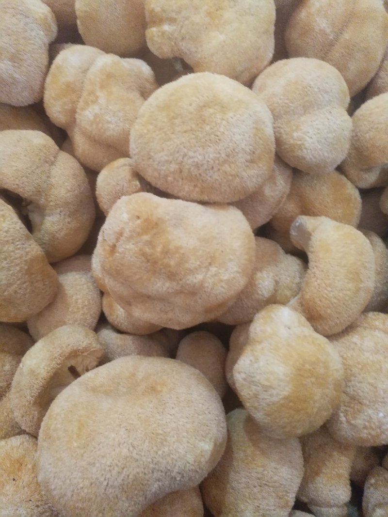 古田精品猴头菇，货真价实，品种齐全