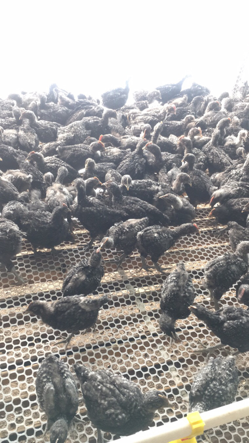 芦花鸡苗一只也是批发价格欢迎前来咨询15