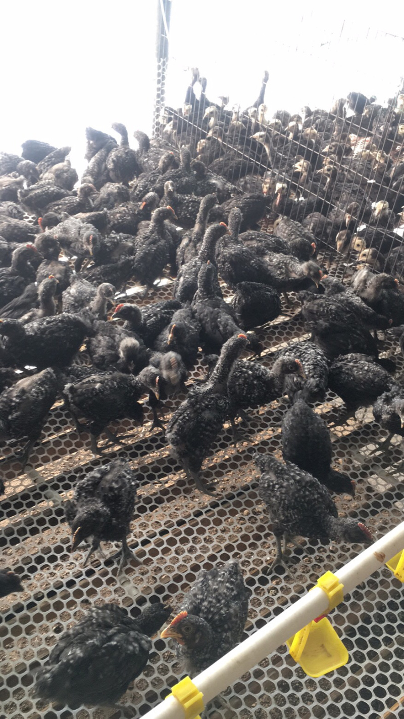 芦花鸡苗一只也是批发价格欢迎前来咨询15