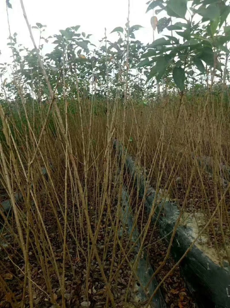 牡丹樱小苗大红花牡丹樱苗新品种牡丹樱花红粉佳人樱花苗
