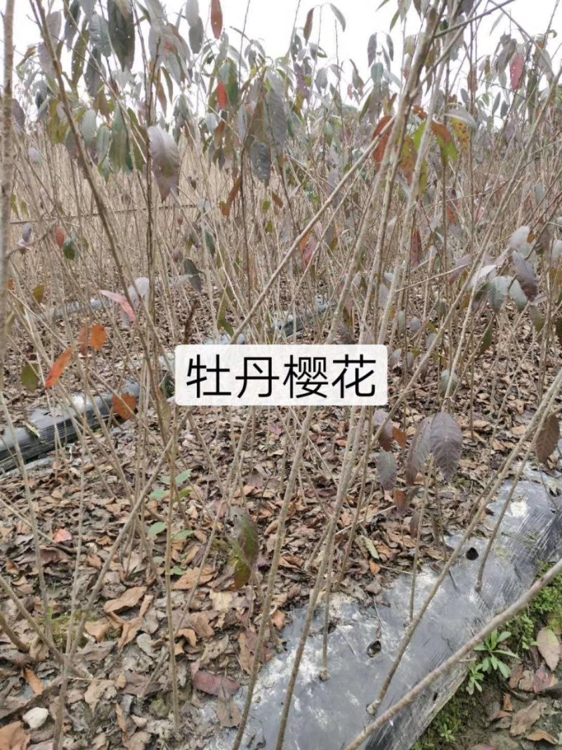 牡丹樱小苗大红花牡丹樱苗新品种牡丹樱花红粉佳人樱花苗