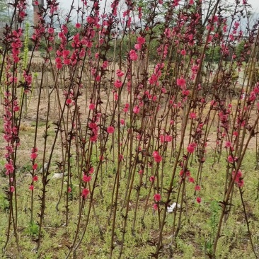 红叶碧桃小苗紫叶花桃小苗2/3/5公分工程苗