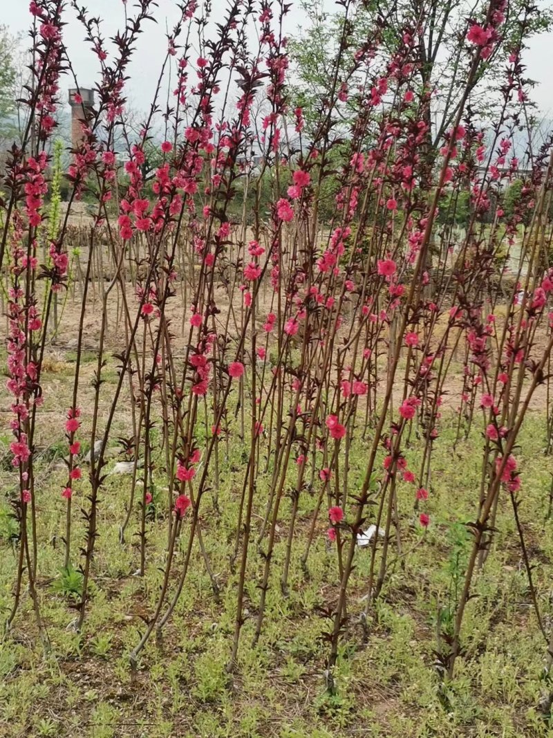 红叶碧桃小苗紫叶花桃小苗2/3/5公分工程苗