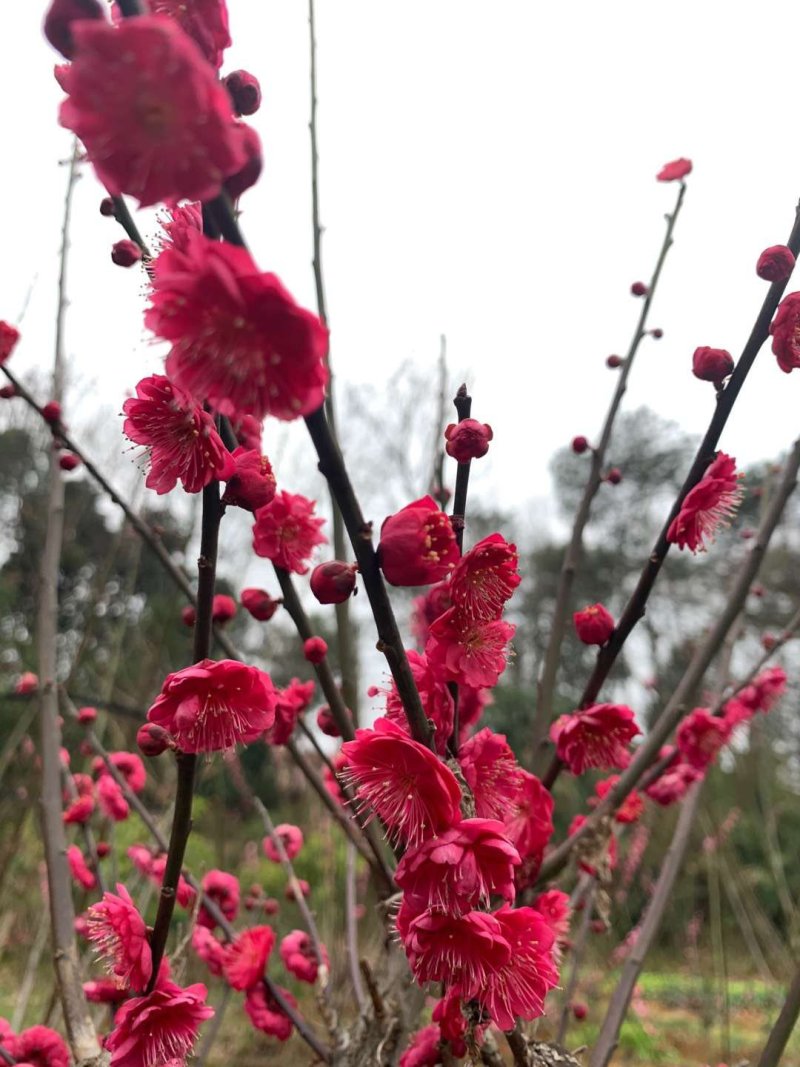 朱砂梅小苗红须朱砂梅小苗新品种朱砂梅小苗2/5公分