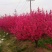 朱砂梅小苗红须朱砂梅小苗新品种朱砂梅小苗2/5公分