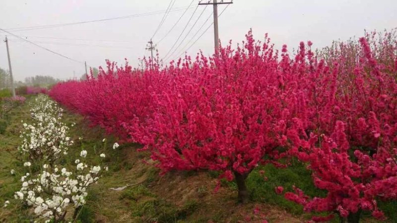 朱砂梅小苗红须朱砂梅小苗新品种朱砂梅小苗2/5公分