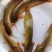 【塘鲺】本地塘鲺鱼苗塘角鱼苗三黄塘鲺鱼苗杂交全国发货