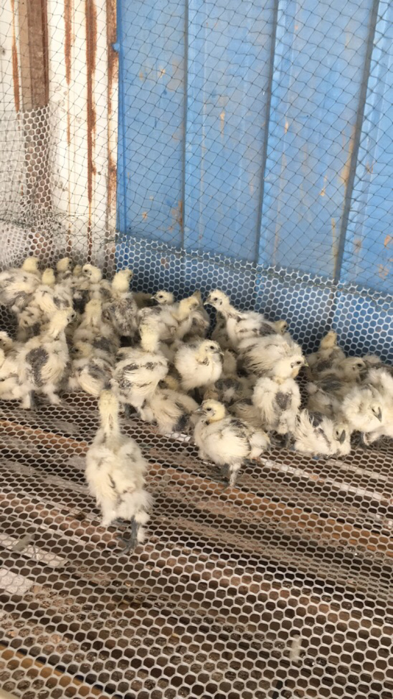 鸡苗出售贵妃芦花鸡苗一只也批发贵飞鸡