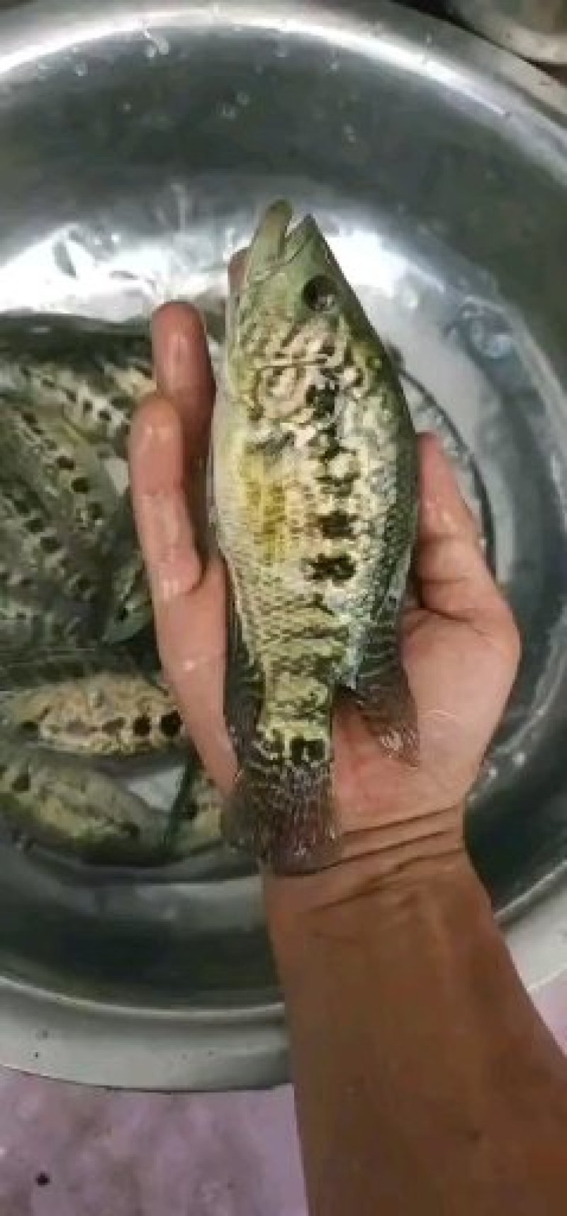 《全国发货》淡水石斑鱼苗花斑鱼苗杂鱼克星