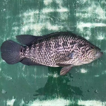 《全国发货》淡水石斑鱼苗花斑鱼苗杂鱼克星