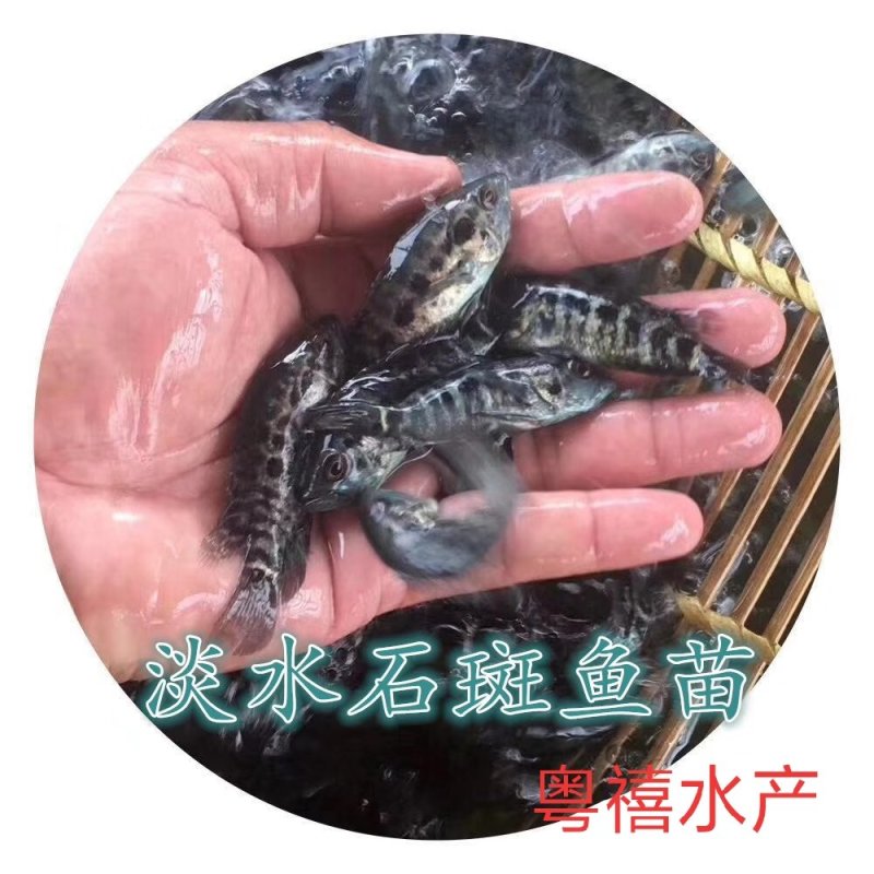 《全国发货》淡水石斑鱼苗花斑鱼苗杂鱼克星