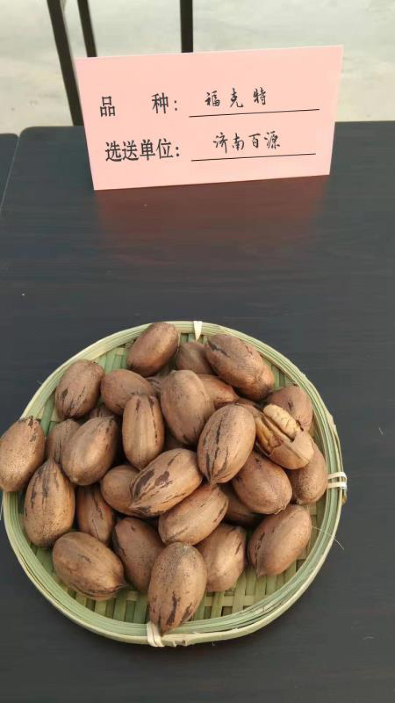 碧根果苗～薄壳山核桃……