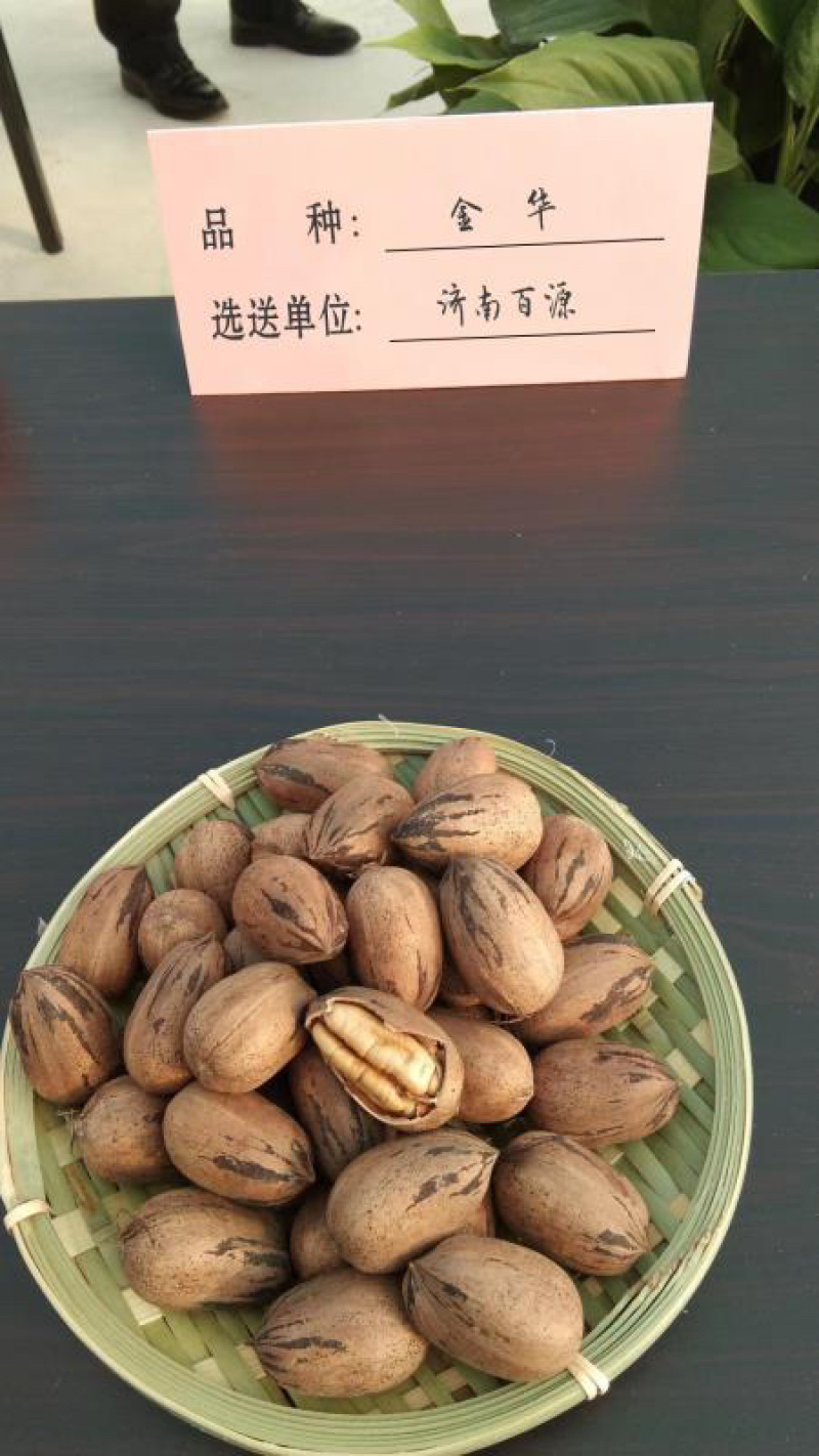 碧根果苗～薄壳山核桃……
