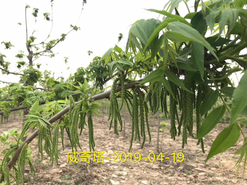 碧根果苗～薄壳山核桃……