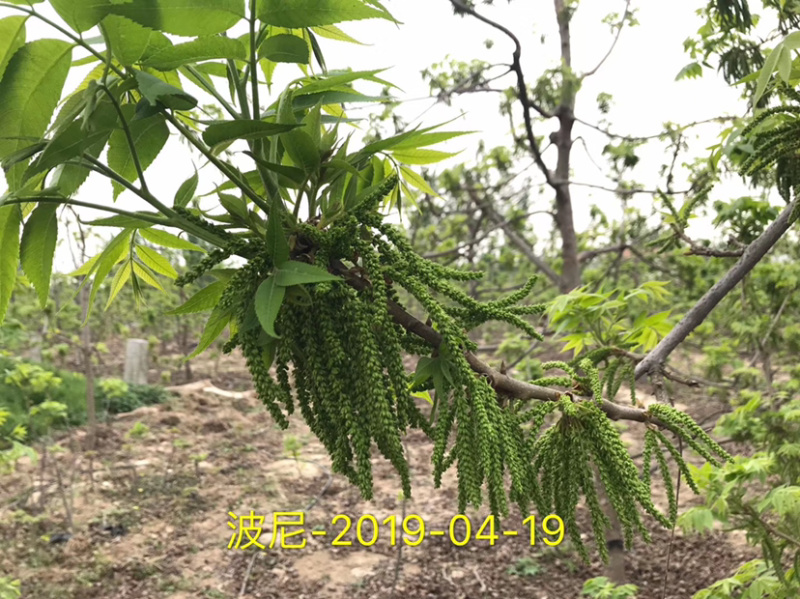 碧根果苗～薄壳山核桃……